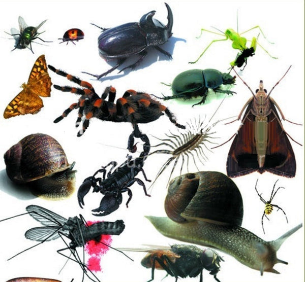 Lámpara mata insectos LP05